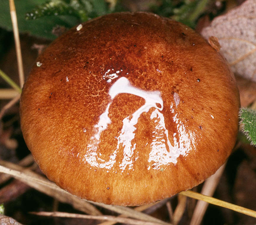 Image of Tricholoma fulvum (DC.) Bigeard & H. Guill. 1909