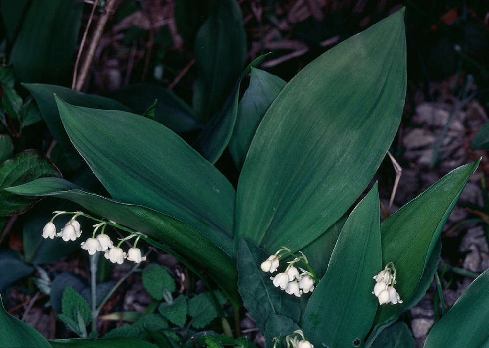 Image of convallaria