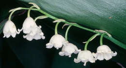 Image of convallaria