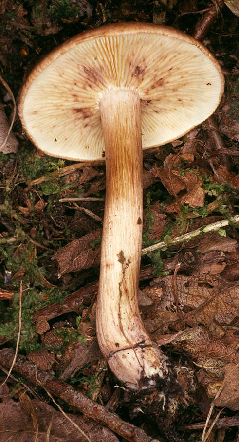 Image of Tricholoma fulvum (DC.) Bigeard & H. Guill. 1909