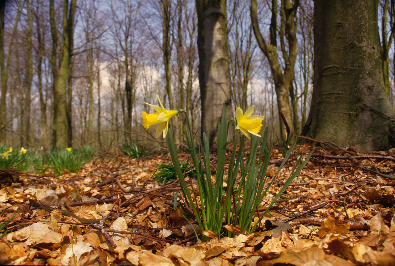 Image of daffodil