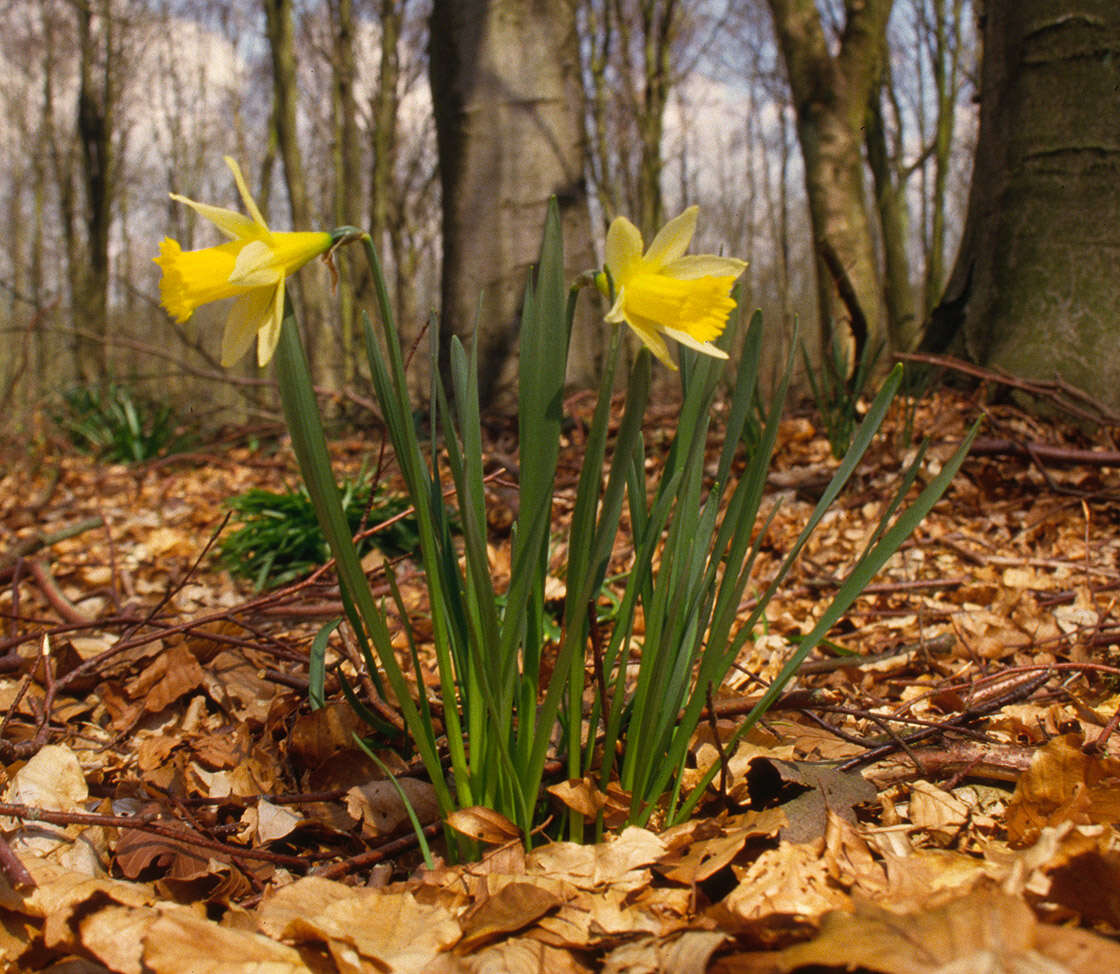 Image of daffodil