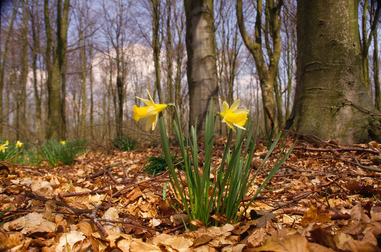 Image of daffodil