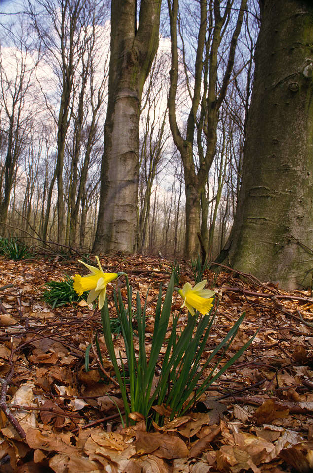 Image of daffodil