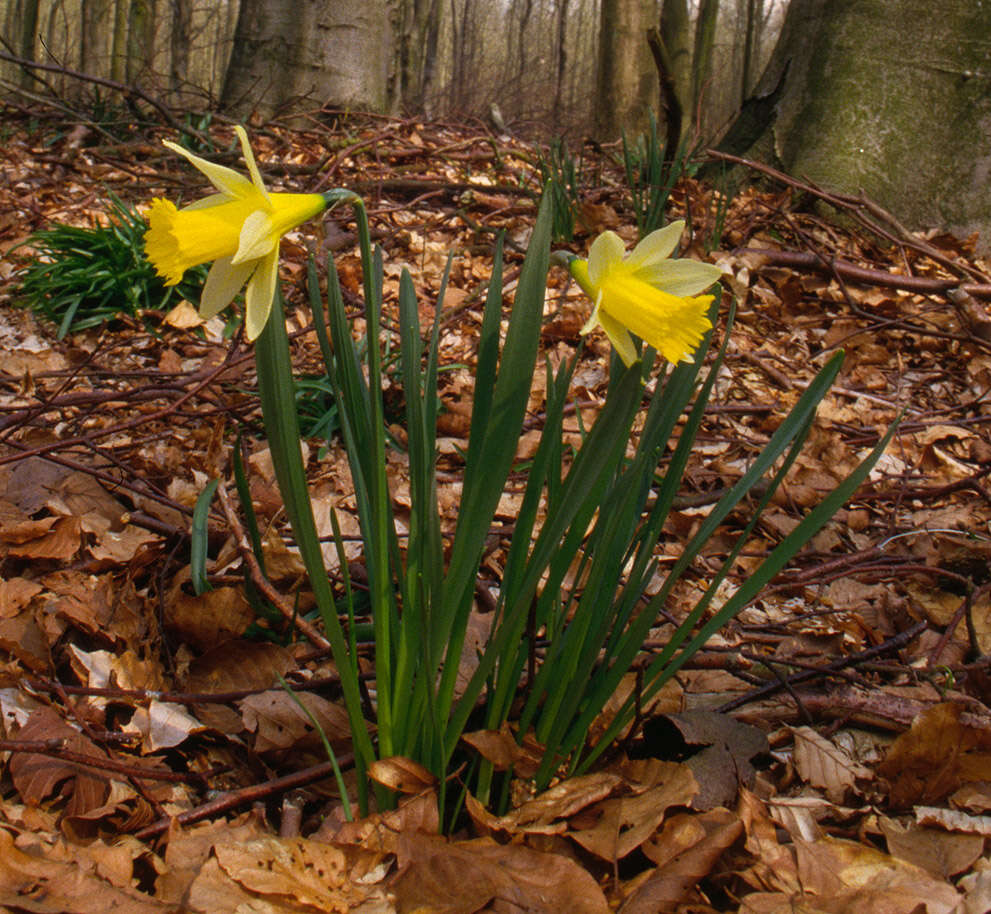 Image of daffodil