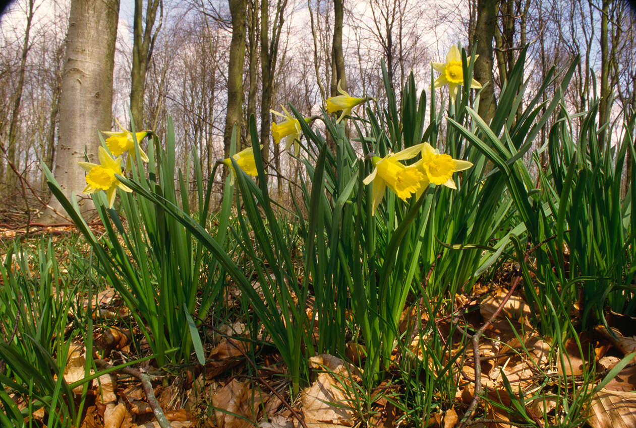 Image of daffodil