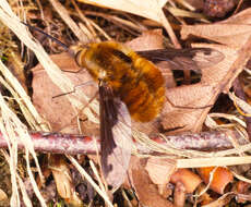 Image of Large bee-fly