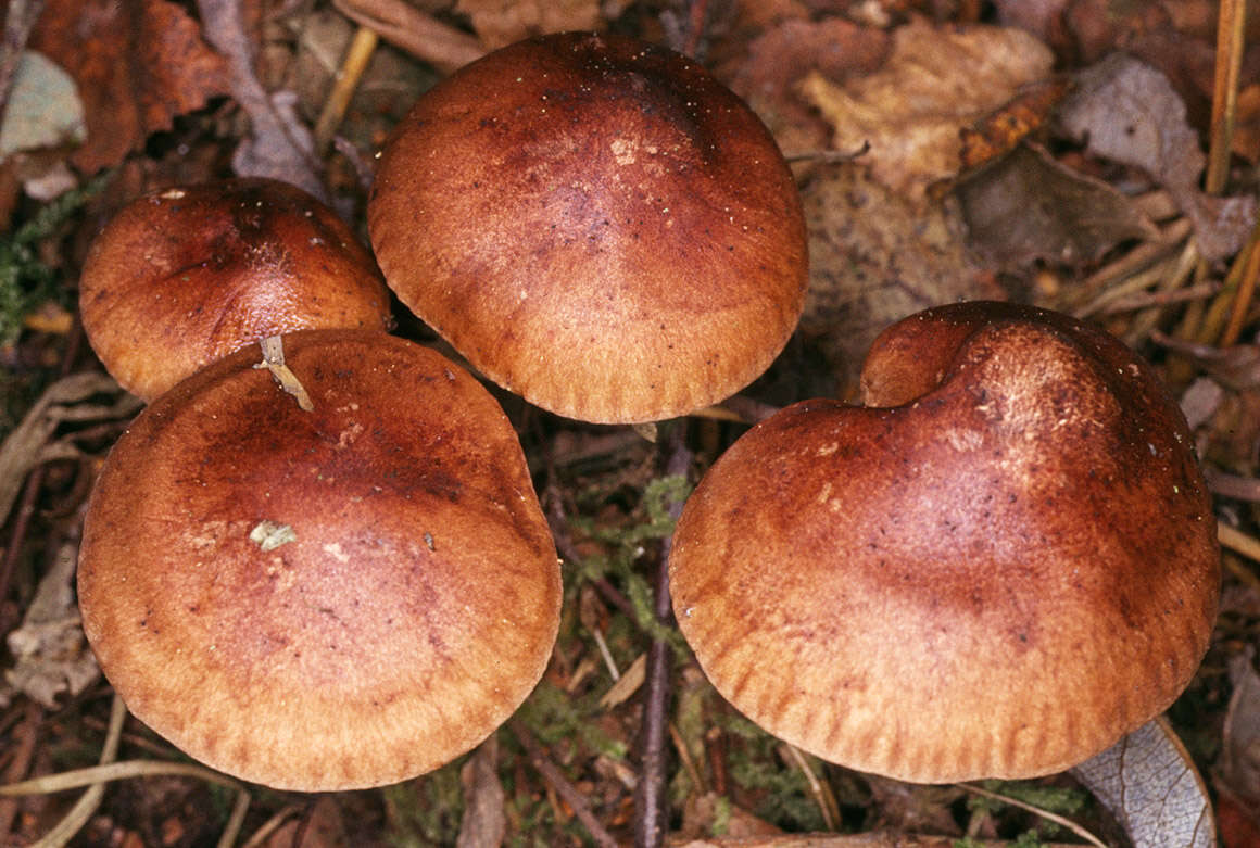 Image of Tricholoma fulvum (DC.) Bigeard & H. Guill. 1909