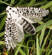 Image of leopard moth