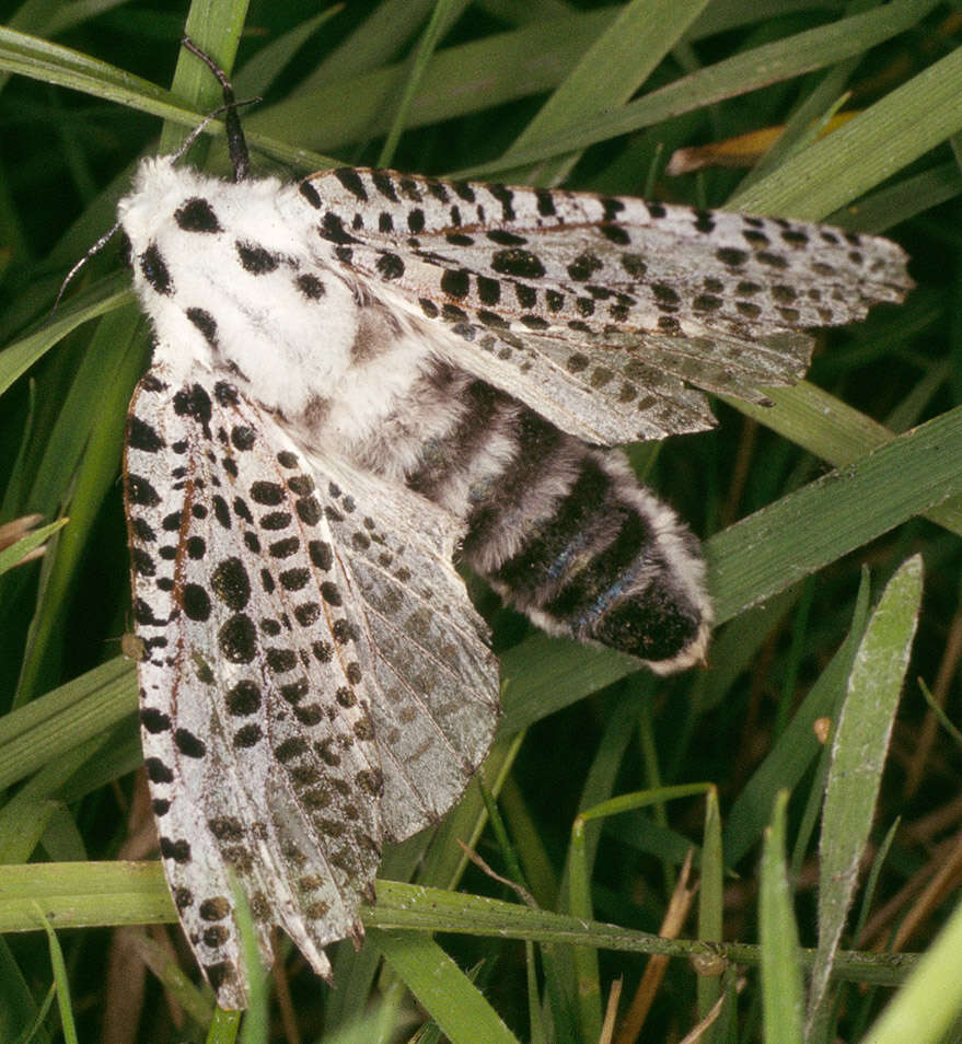 Image of leopard moth