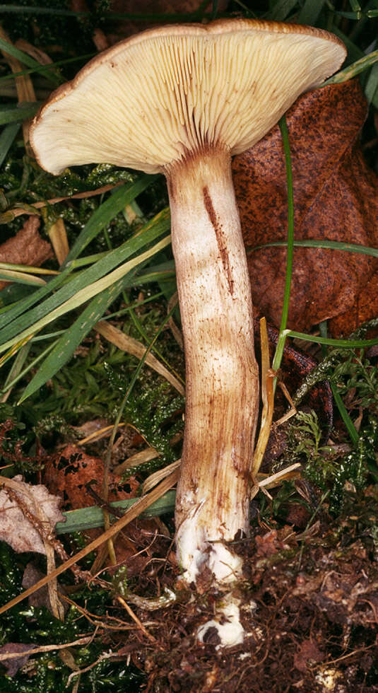 Image of Tricholoma fulvum (DC.) Bigeard & H. Guill. 1909