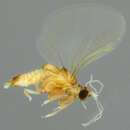 Image of Elenchus tenuicornis (Kirby 1815)