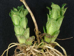 Image of Broad-leaved Willowherb