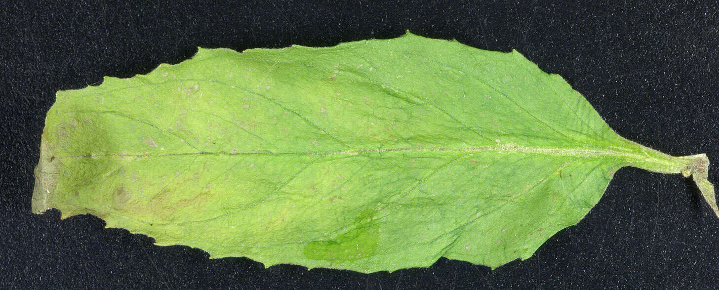 Image of Broad-leaved Willowherb