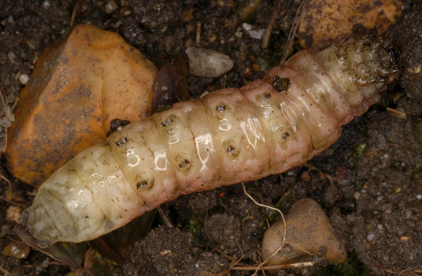 Image of Large Yellow Underwing