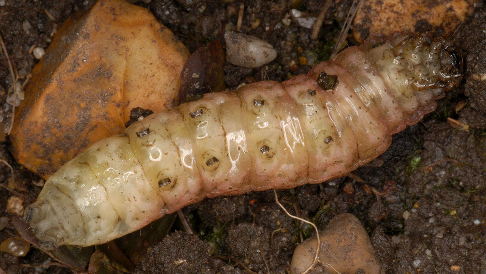 Image of Large Yellow Underwing