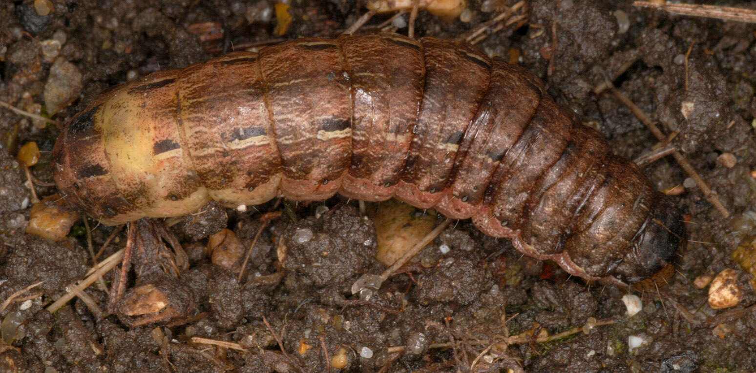 Image of Large Yellow Underwing