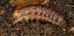 Image of Large Yellow Underwing