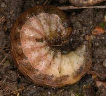 Image of Large Yellow Underwing