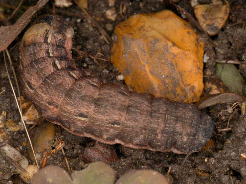 Image of Large Yellow Underwing