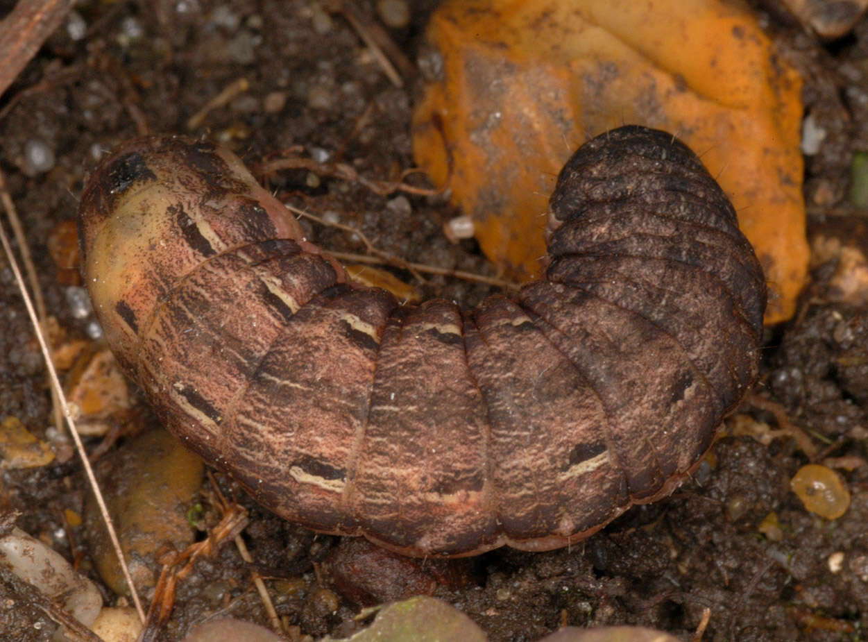 Image of Large Yellow Underwing