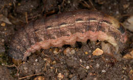 Image of Large Yellow Underwing