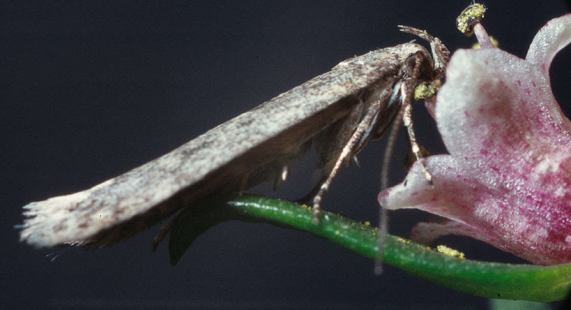 Image of Scrobipalpa obsoletella Fischer von Röslerstamm 1840