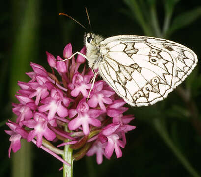 Image of marbled white