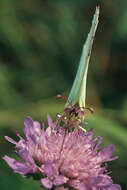 Imagem de Gonepteryx rhamni (Linnaeus 1758)