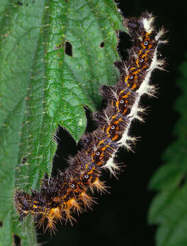 Image of Comma