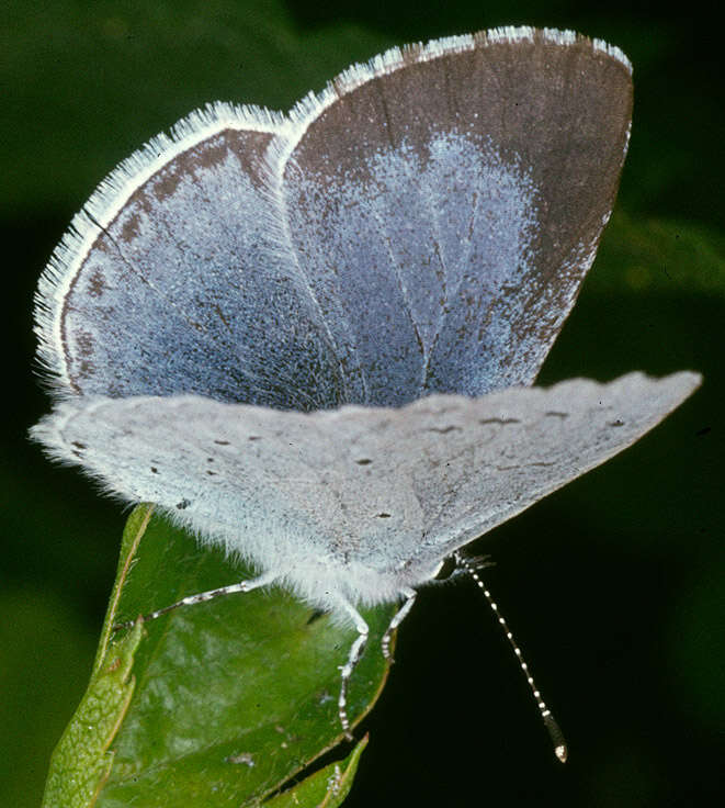 Image de Celastrina argiolus britanna (Verity 1919)