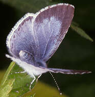 Image of Celastrina argiolus britanna (Verity 1919)