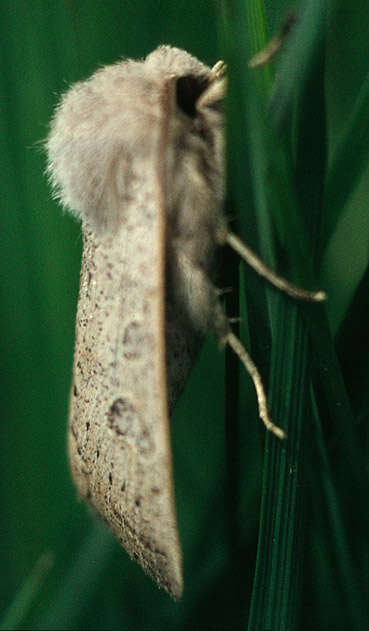 Image of powdered quaker