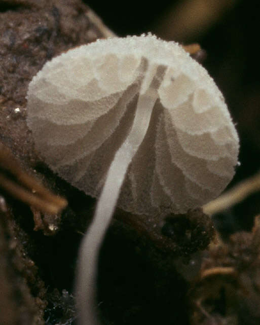 Image of Mycena tenerrima (Berk.) Quél. 1872