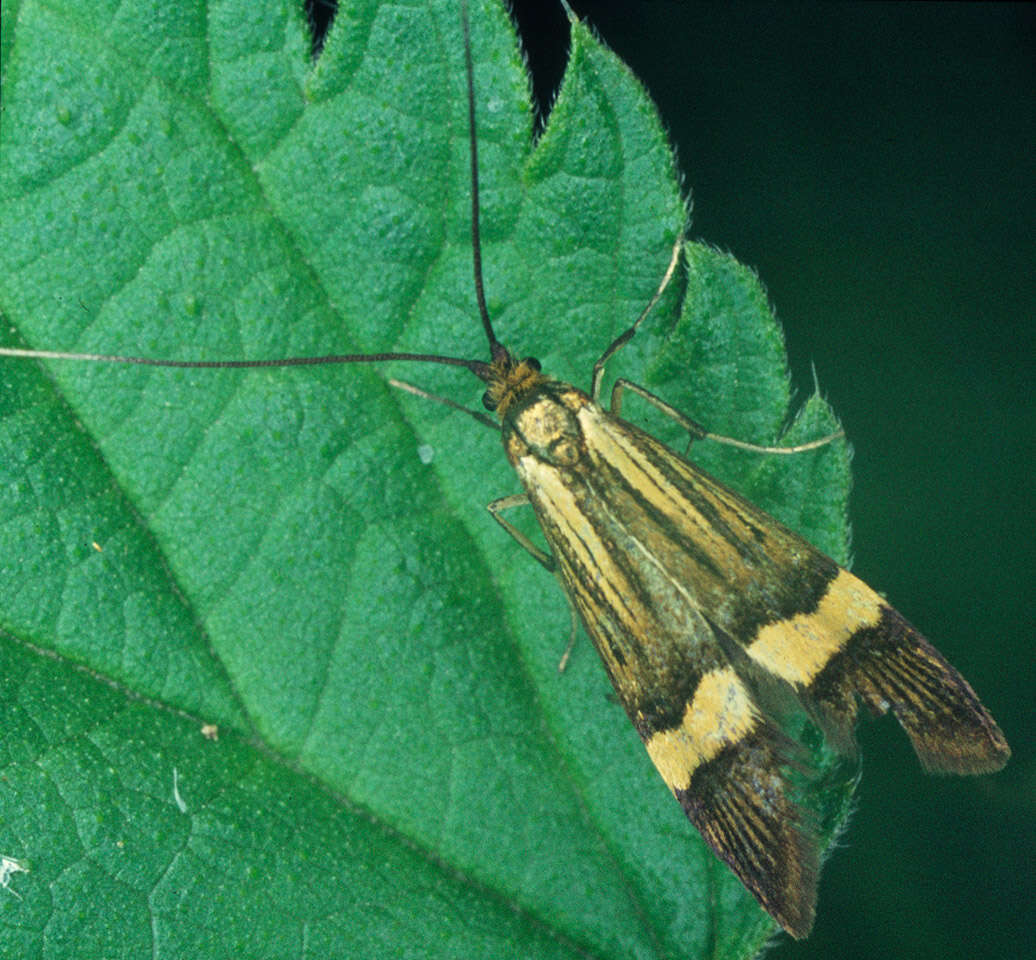 Image de Nemophora degeerella Linnaeus 1758