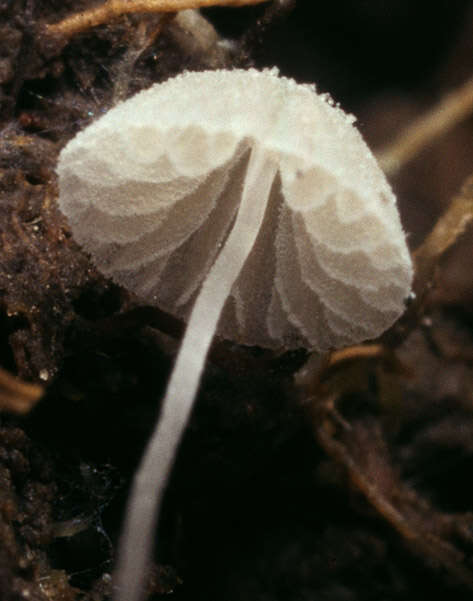 Image of Mycena tenerrima (Berk.) Quél. 1872