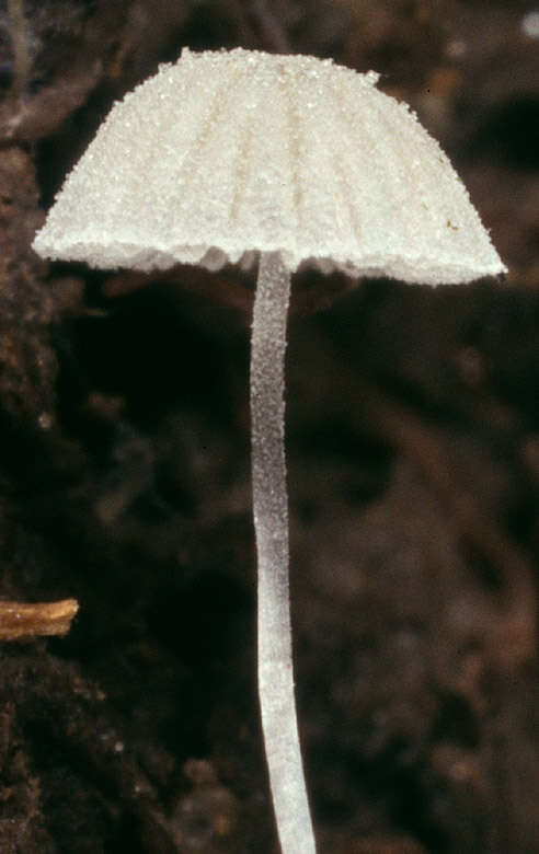 Image of Mycena tenerrima (Berk.) Quél. 1872