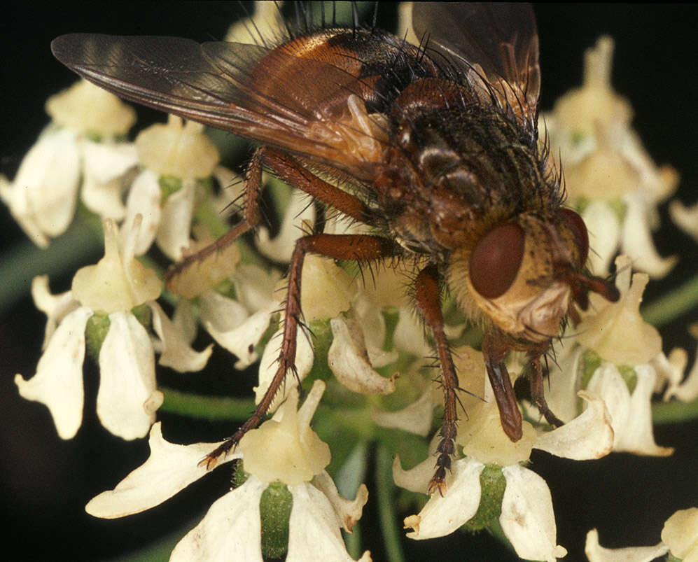 Image de Tachina fera (Linnaeus 1761)