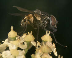 Image of House fly