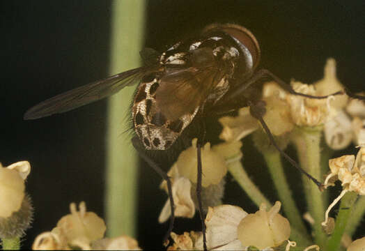 Image of House fly