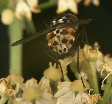 Image of House fly