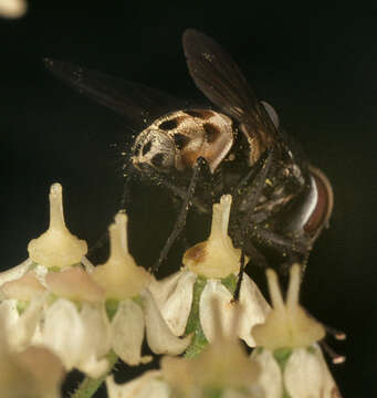 Image of House fly