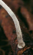 Image of Mycena tenerrima (Berk.) Quél. 1872