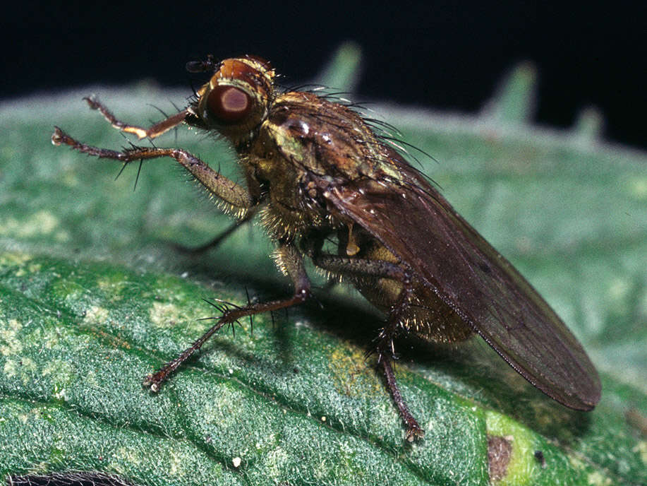 Image of Scathophaga stercoraria (Linnaeus 1758)