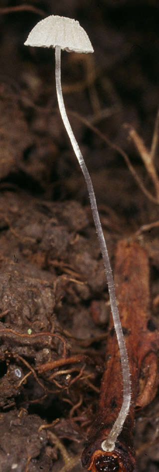 Image of Mycena tenerrima (Berk.) Quél. 1872