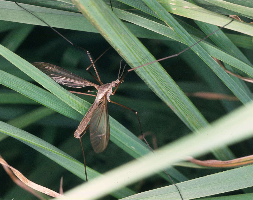 Image of Cranefly