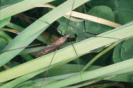 Image of Cranefly