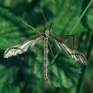Image of hairy-eyed craneflies