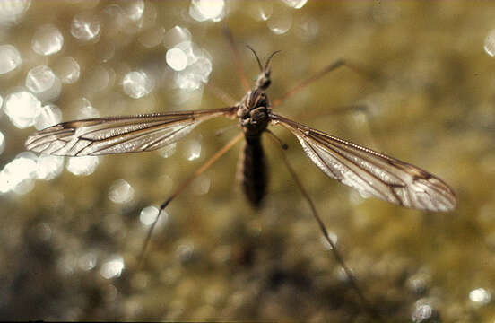 Image of Tipula (Yamatotipula) lateralis Meigen 1804