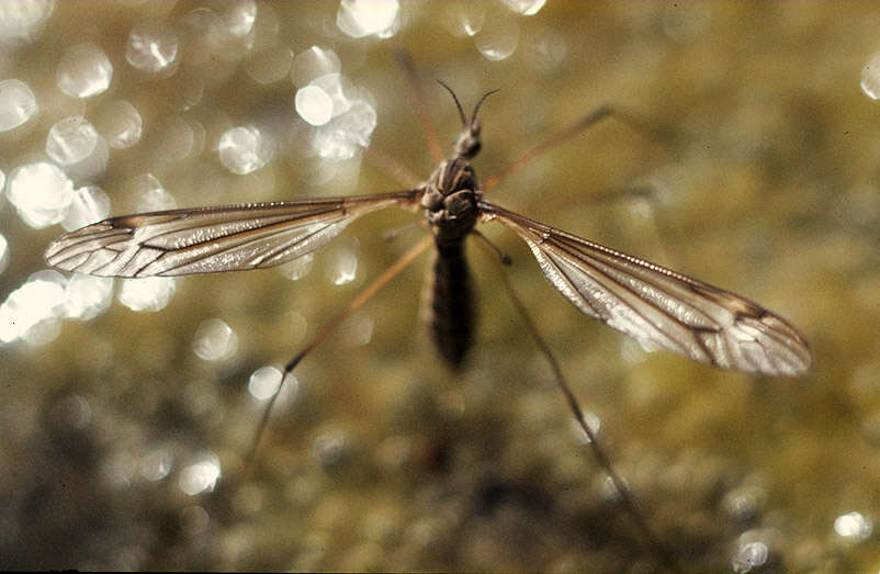 Image of Tipula (Yamatotipula) lateralis Meigen 1804